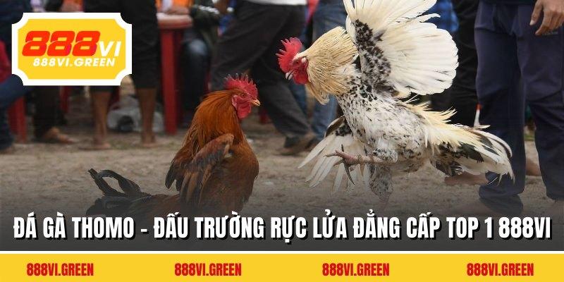 Đá Gà Thomo - Đấu Trường Rực Lửa Đẳng Cấp Top 1 888VI